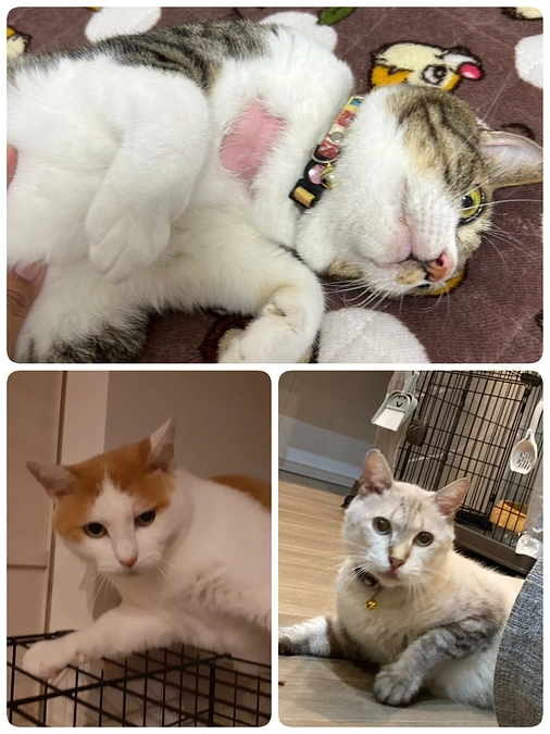 現在治療中の保護猫達