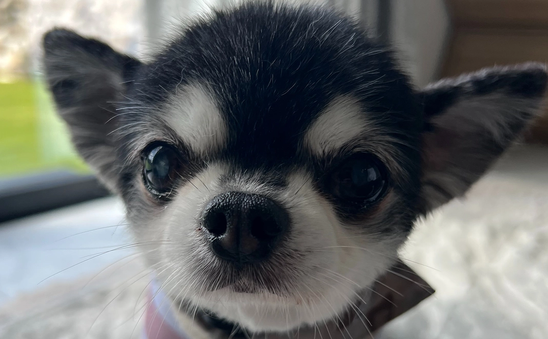 プッチを応援！1000