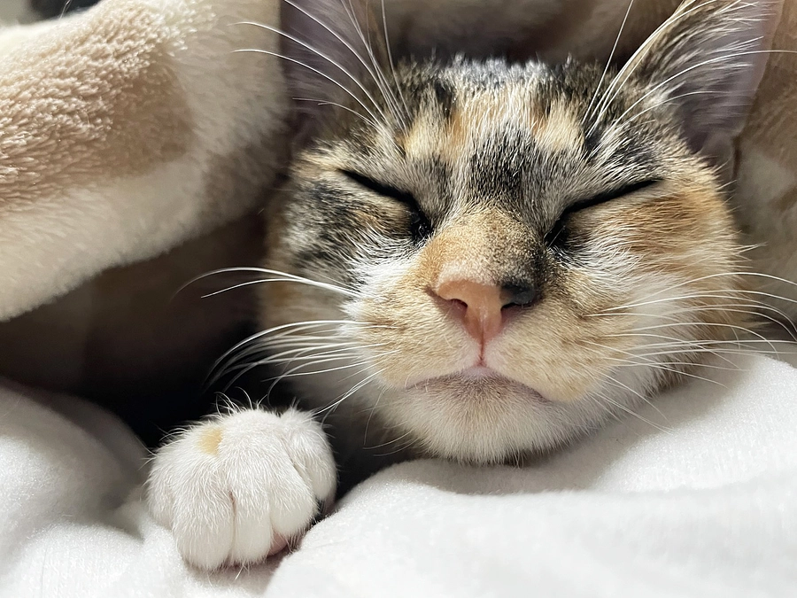 【ご報告】リッコ、しっぽの会を卒業しました🌸