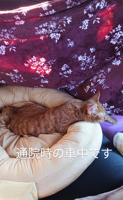 ティアラが頑張ったこと