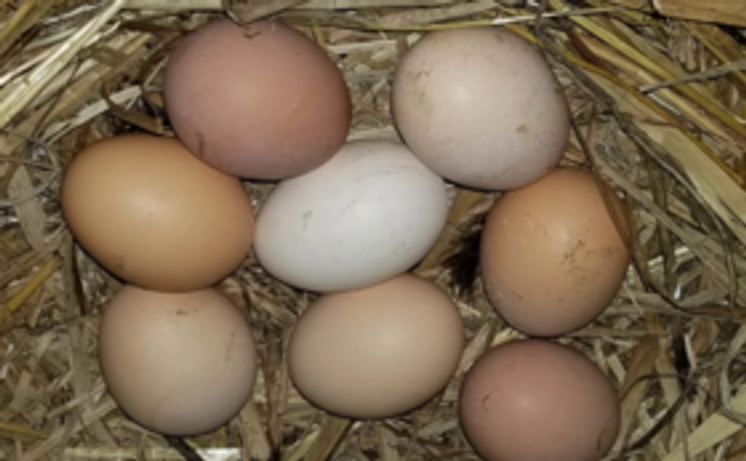 自家製な卵 (10個)
