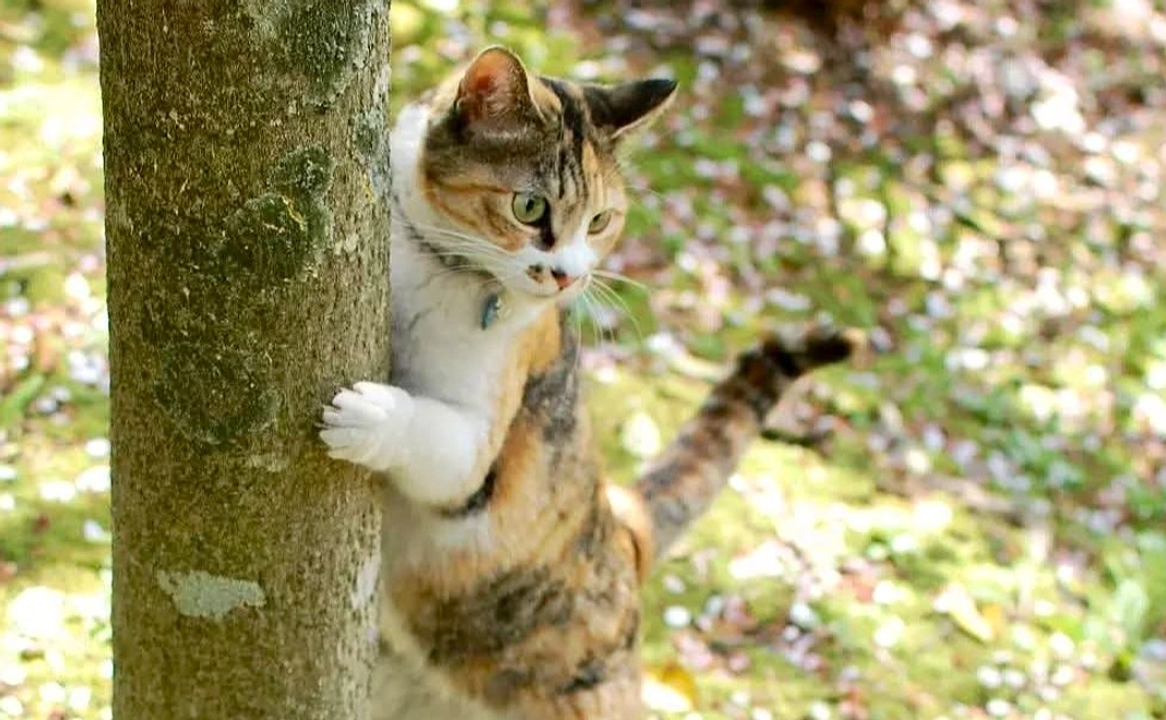 応援有難うございます!!