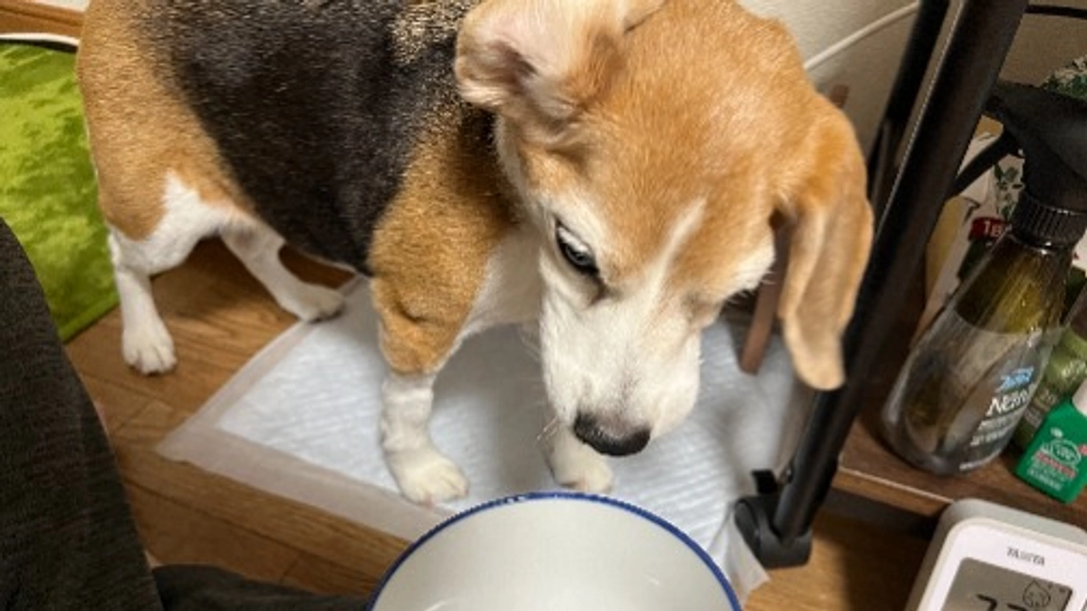 10/5 今日は食べない、お腹も壊し続けています