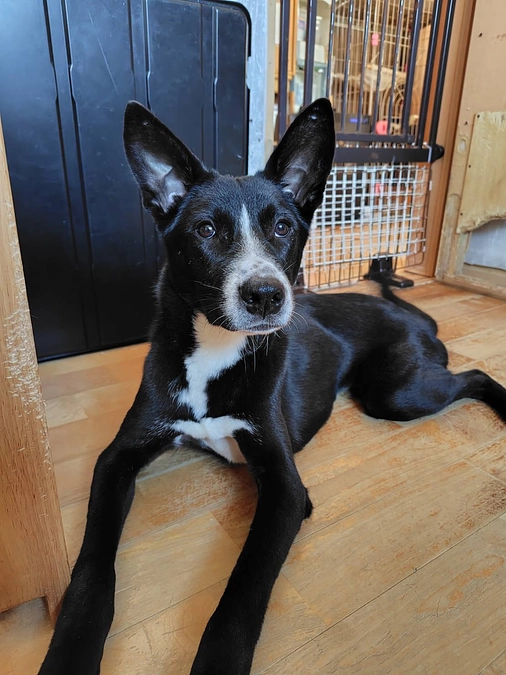 穴掘りの匠が多すぎる。