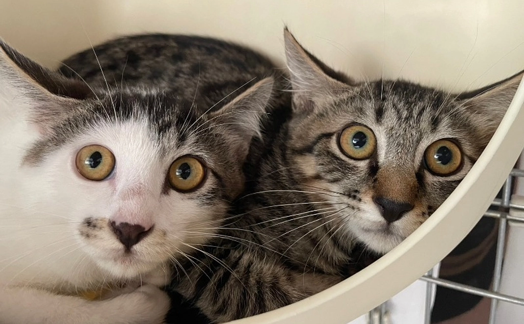 全力応援！｜マチュピチュコース