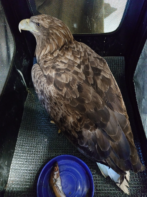 稚内から来たオジロワシの続報