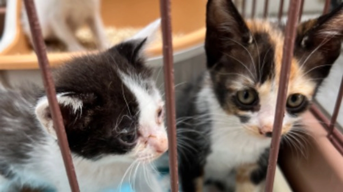 子猫は全て保護しました。