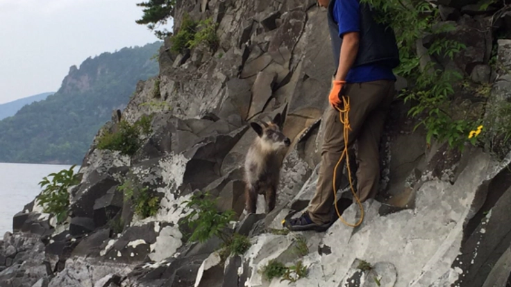 絶滅種に指定されてしまったニホンカワウソの調査活動。