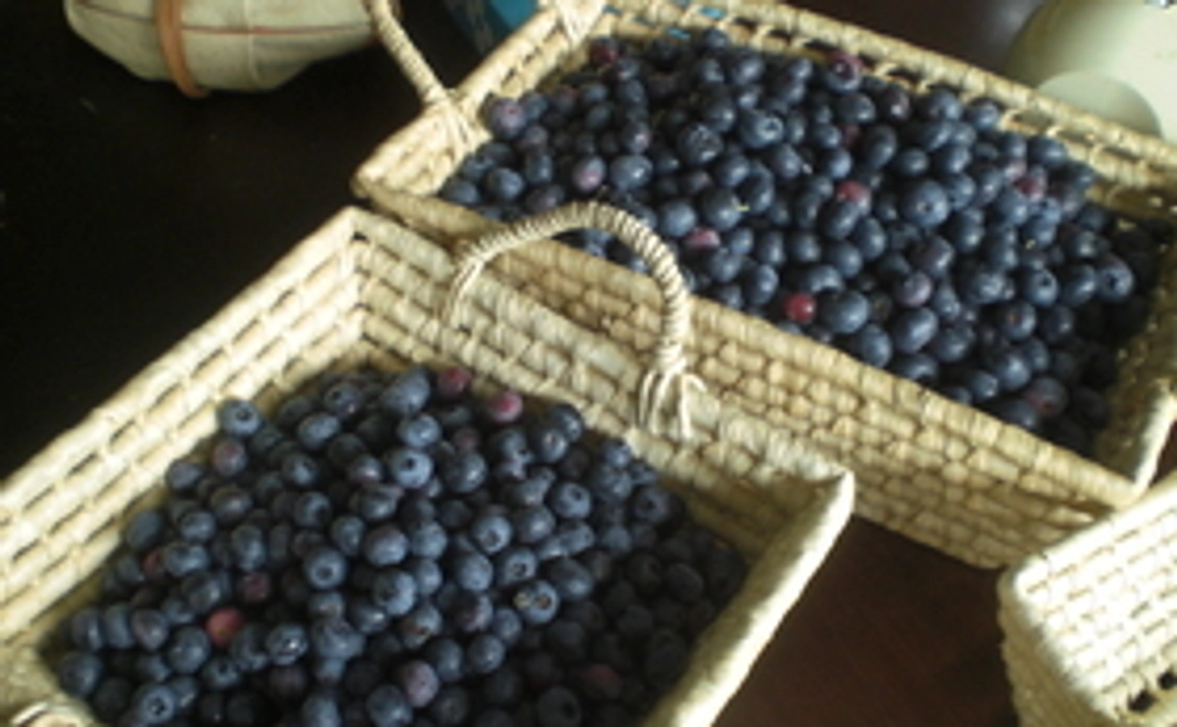 本場　長野県産　完熟　生ブルーベリーで支援！