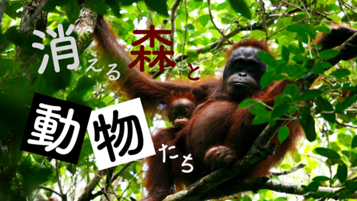 『見えない油』と失われる動物。ひとつの石けんが変える未来。