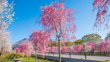 阿蘇の新しい桜の名所サクラミチがピンチ！皆様の協力が必要です のトップ画像