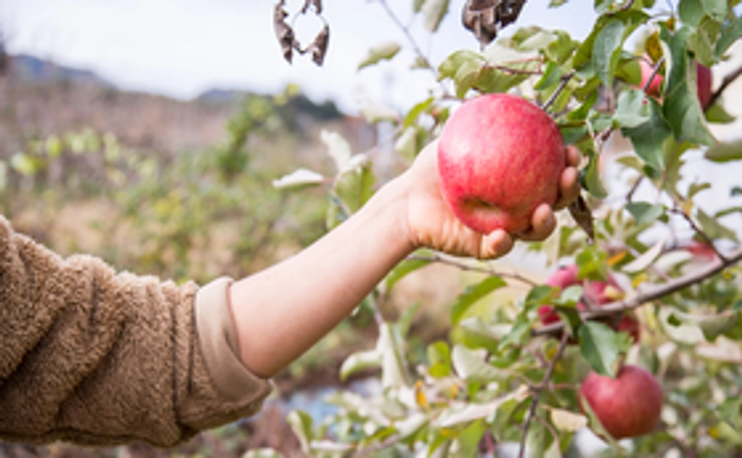 りんごの収穫体験とお土産（りんごジュース15本とCIDER16本）のフルコースセット