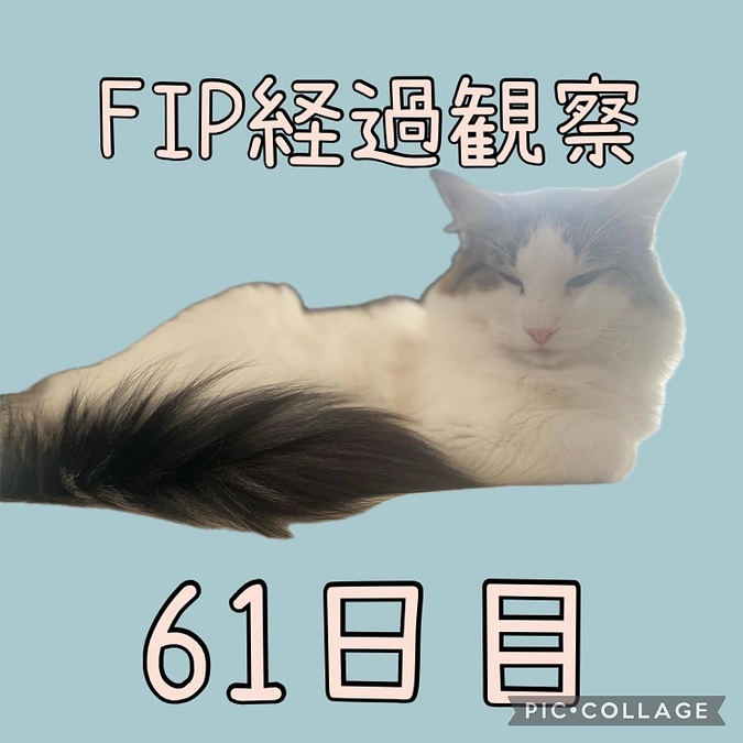 一喜一憂🐈