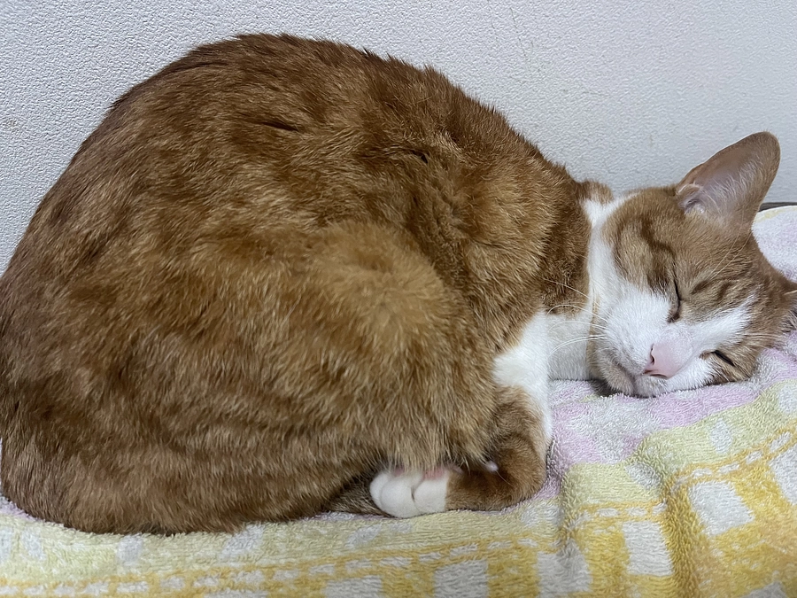 代理支援について。インターネットでの支援が難しい方へ。