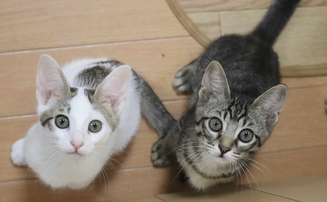 サンクスメール