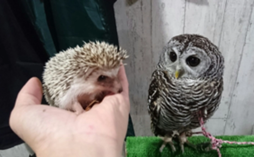 【ふくろうカフェペアご招待券＆オリジナルタオル】