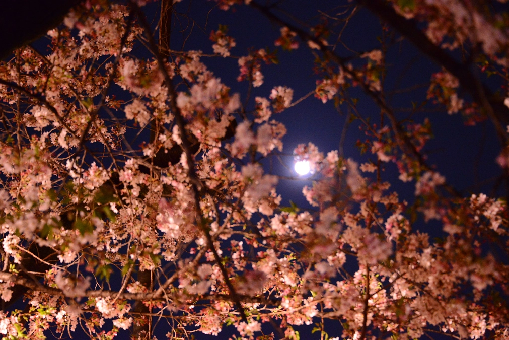 【返礼品紹介】特別体験コース｜夜桜観覧ご招待コースの詳細について