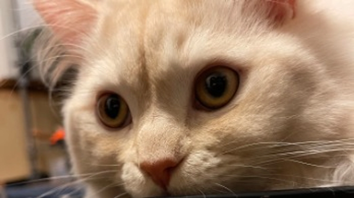 今日のトキ☀️🍃