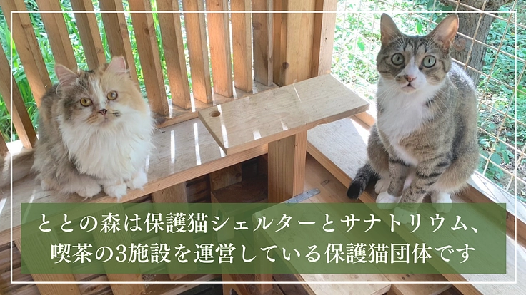 ととの森｜猫と人が出会い、温かいご縁を繋ぐ「はじまりの場」の開設へ 2枚目