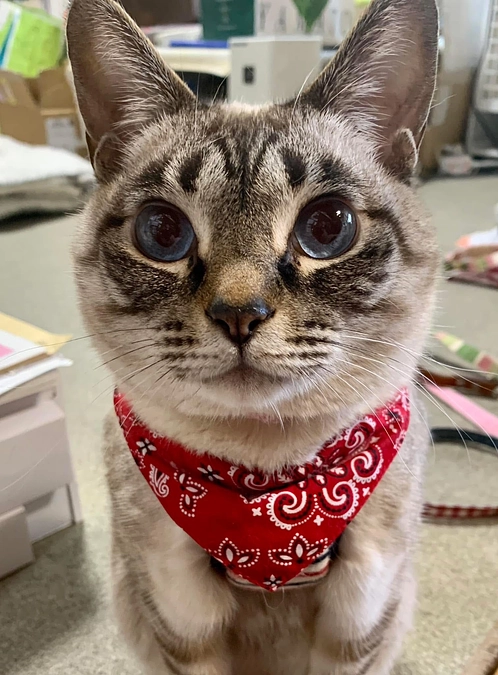 あいちゃん虹の橋へ🌈