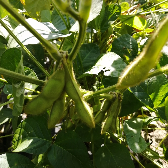 トイレ完成披露＆枝豆狩りのお知らせ