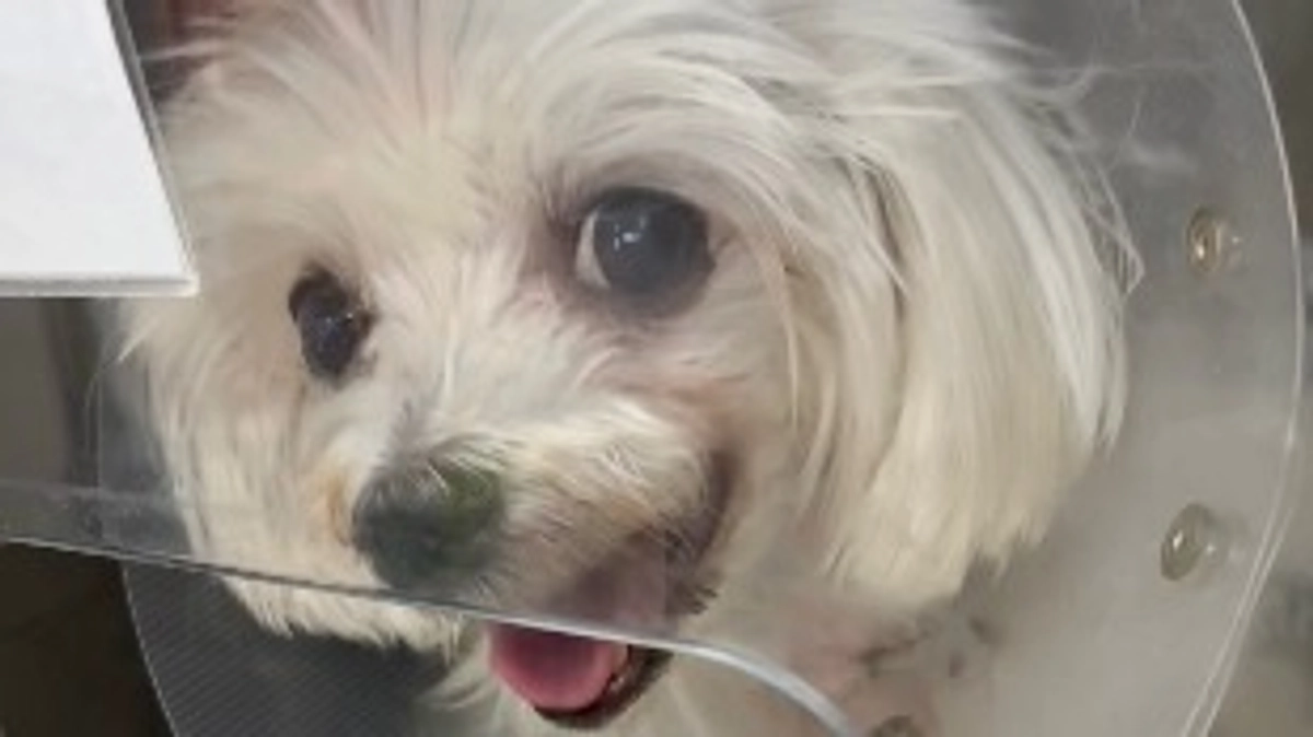 ももこの様子と数日。術後５日目