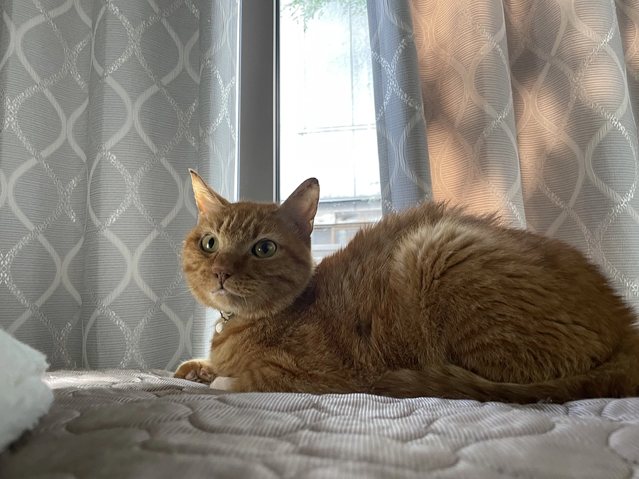 クラファン残り16日　🔥😿