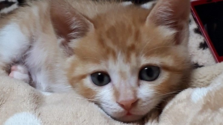 33匹の保護猫。検査・治療費、避妊去勢手術費のご支援をお願いします