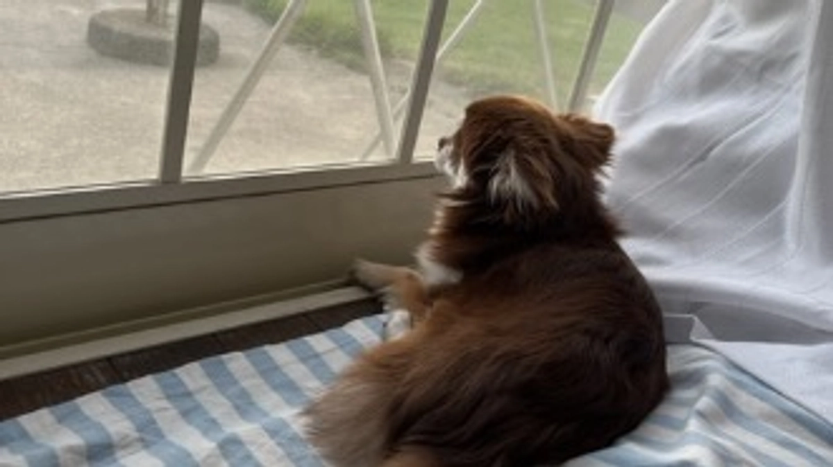 残り7日間…伸び悩んでおります…ᐡ• ˕ •ᐡ