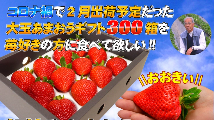 【おまけ付】コロナ禍で2月出荷予定だった大玉あまおうギフト300箱