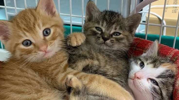 “吹田（すいた）市“　人と猫が幸せに暮らせる街をつくりたい