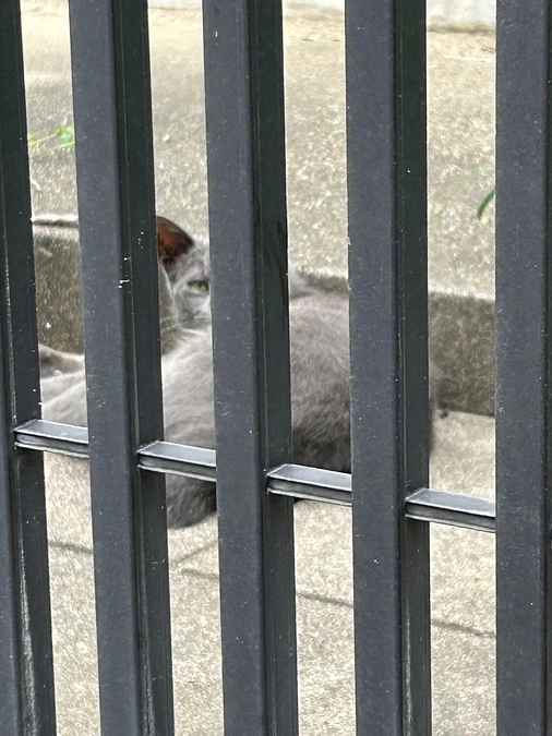 かわいそうだけでは助けられない野良猫さんのこと㉑