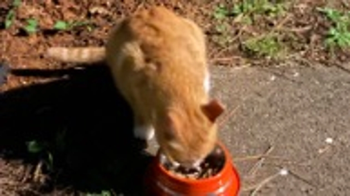 今日は来てない