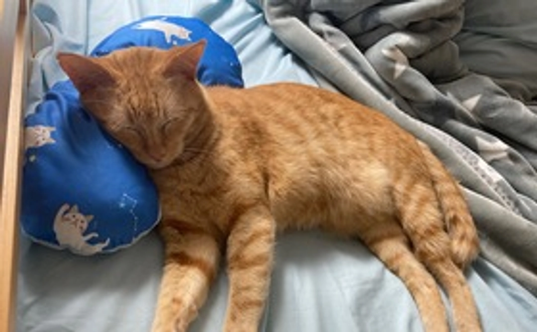 チャイくん応援1（リターン有）