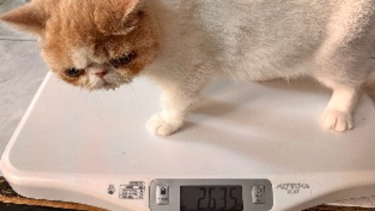 今日の体重2635ｇ