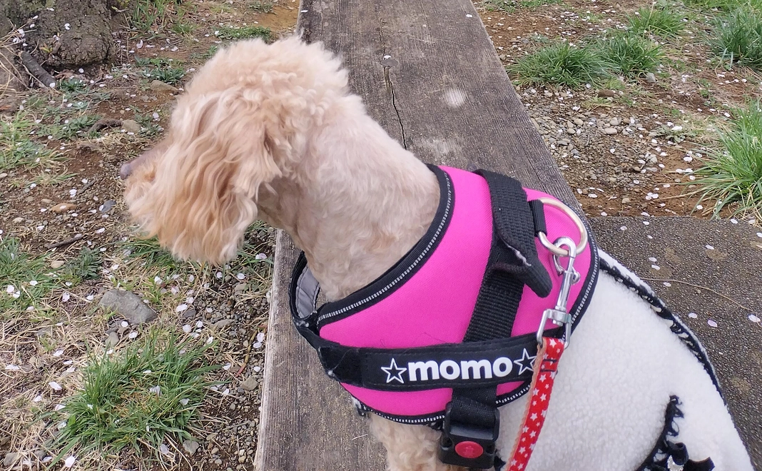 感謝のメールと治療内容、術後のご報告。 1000円コース