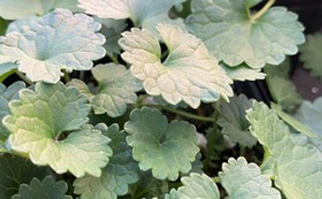 和ハーブを育てて応援コース　カキドオシ