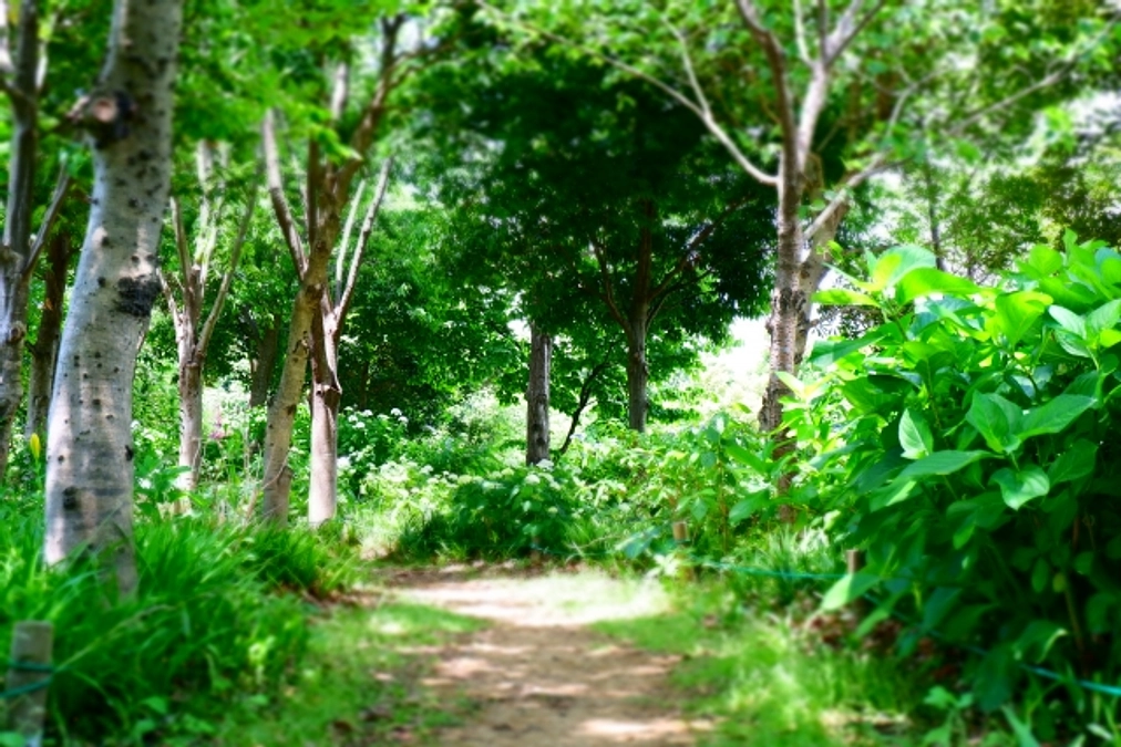 12月1日開幕　森の空き地 Clearing in Woods 