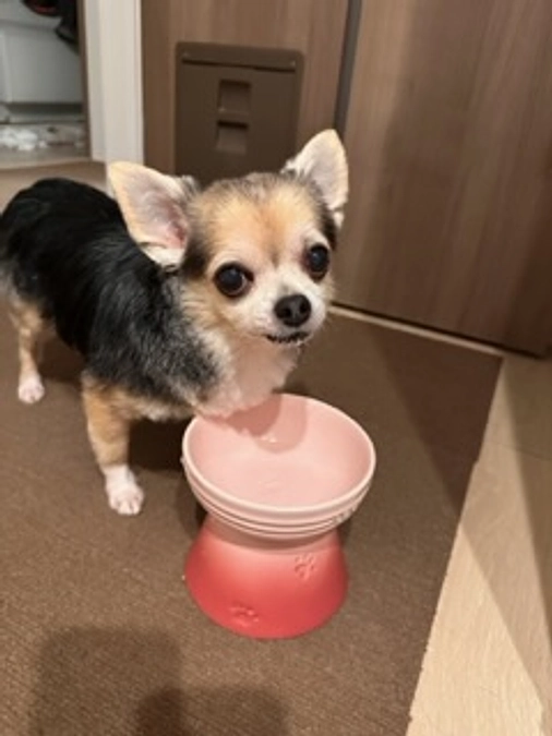 ららのチラシを置いてもらいました🐶🙇‍♀️❤️