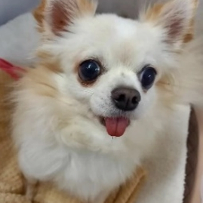 【シニアドッグサポーターで幸せになりました】何よりもニーナの心を優先する里親さんとの出逢い