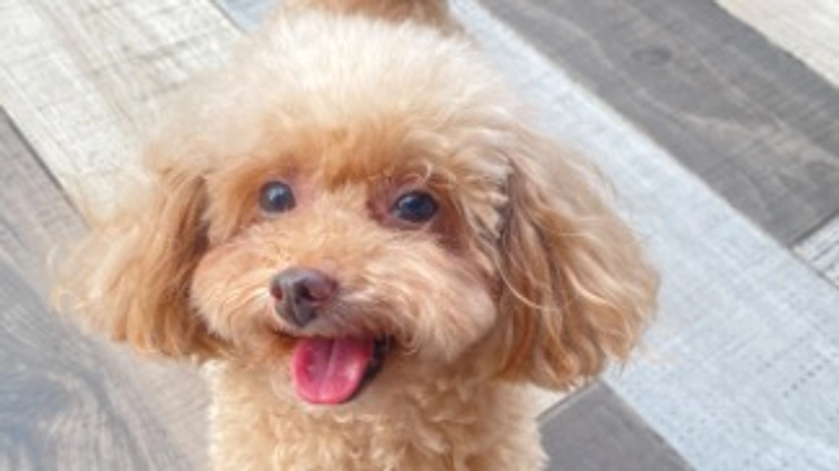 【1000万突破！】皆さんお応援が大きな力に！応援コメントをご紹介します