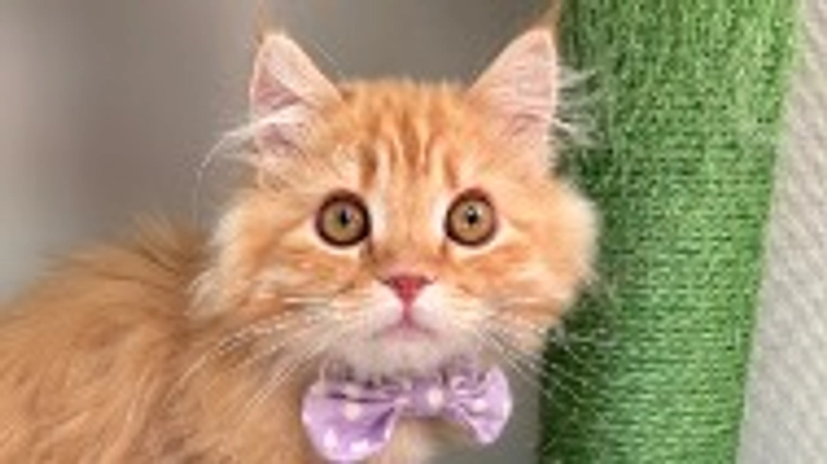 ありがとうございます