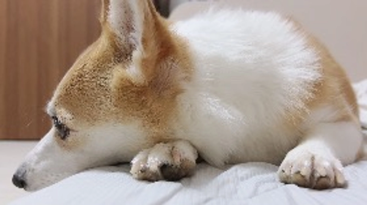 ルウちゃん少し副作用が出てました💦明日は4回目の抗がん剤予定です