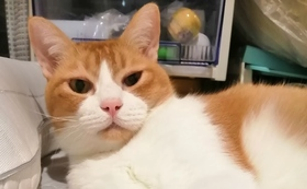 ツナちゃんもっと応援