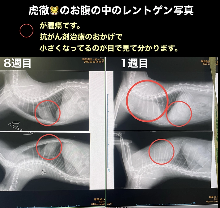 抗がん剤治療8週目経過報告