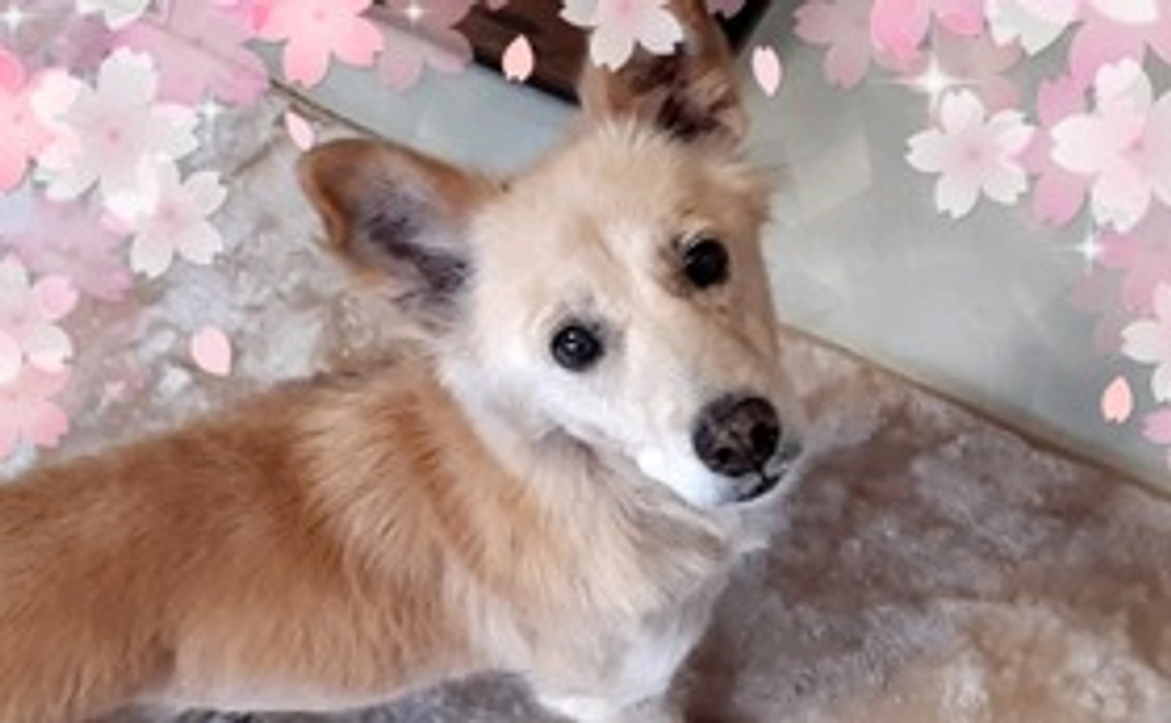 みんなに桜を咲かせ隊2,000円コース