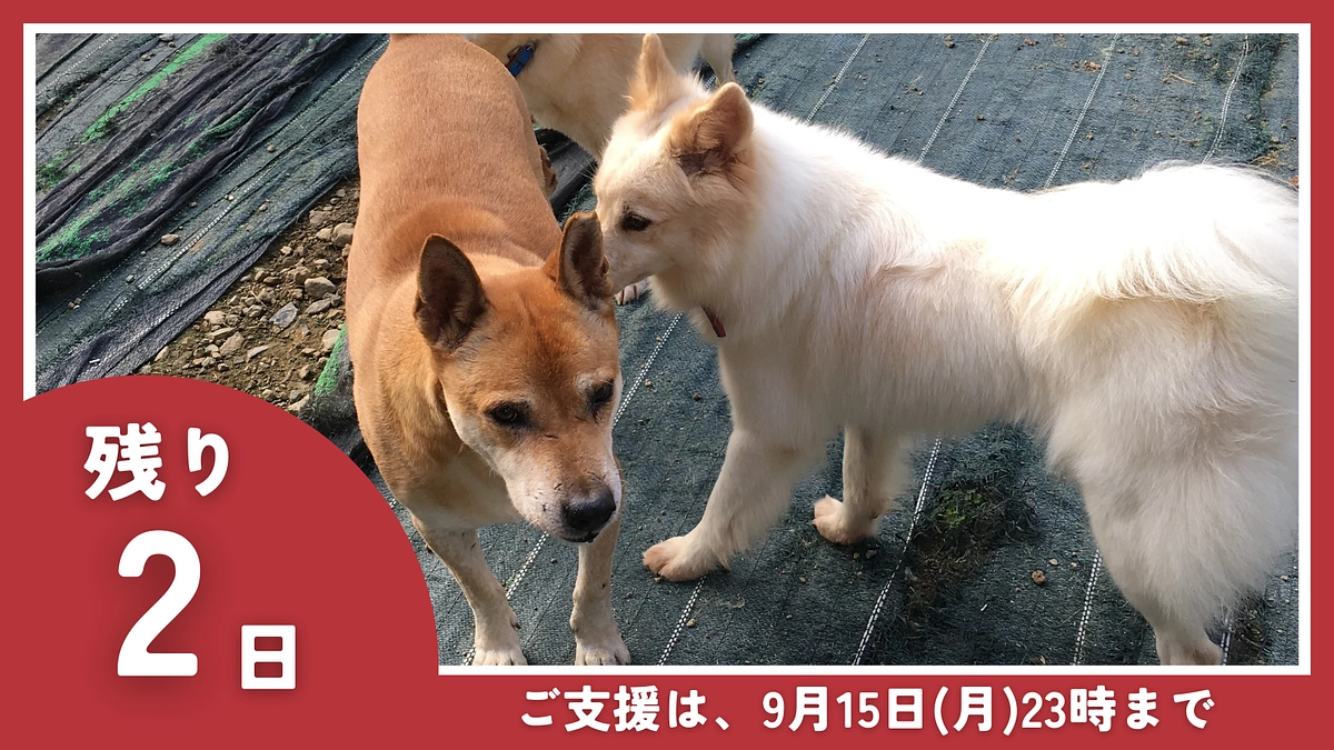 【残り2日】最後の願いを、どうか届けてください！