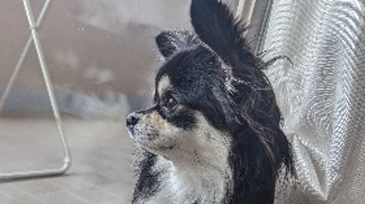 明日インスタライブに参加させていただきます🙇‍♀️