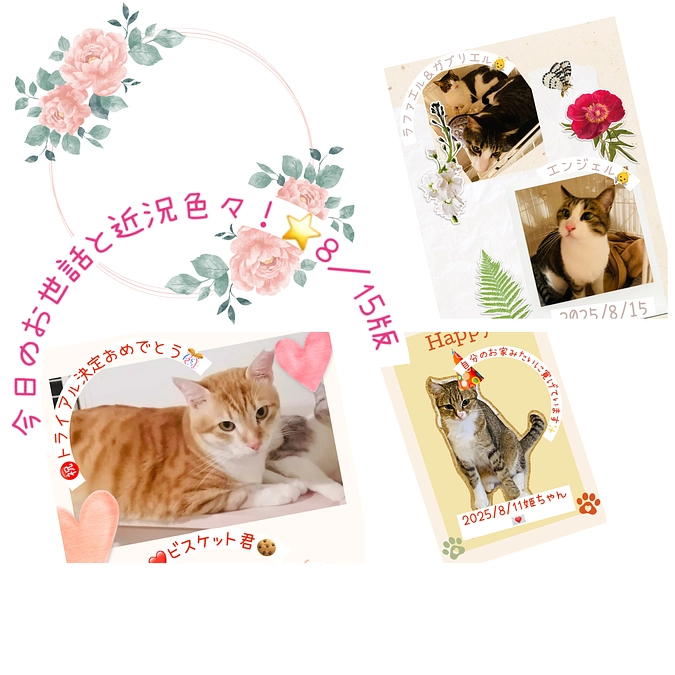 今日のお世話と近況色々！⭐️8/15版