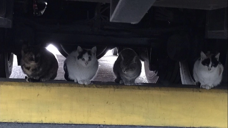 陸の孤島のネコたちを救出したい！ 保護救出＆保護猫シェルター建設 5枚目